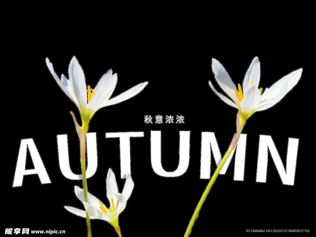 秋意正浓花分层素材