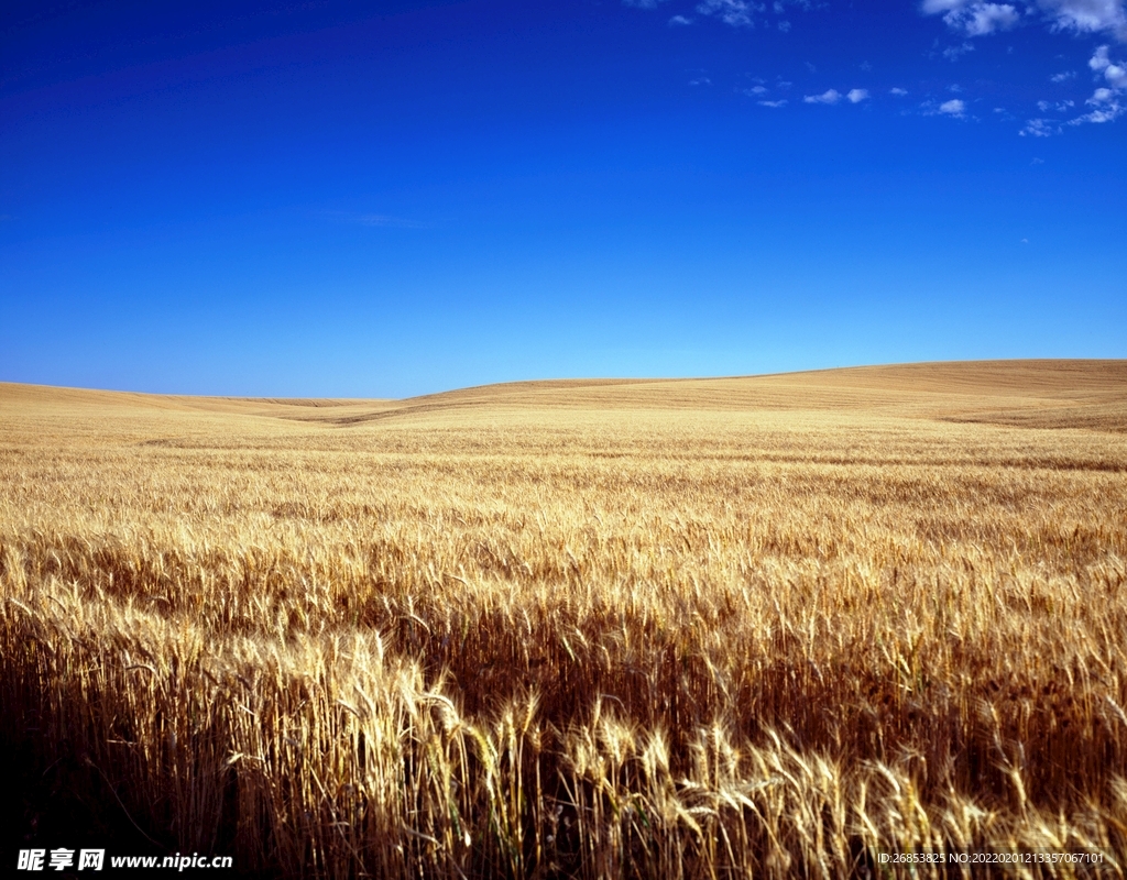 麦田风景