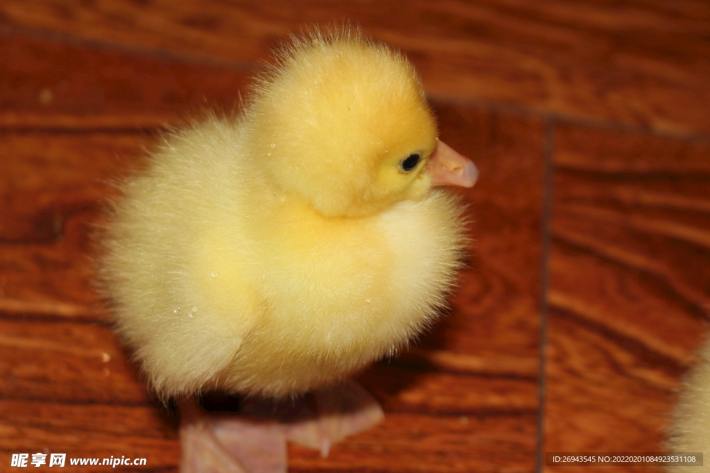 小鹅近景拍照