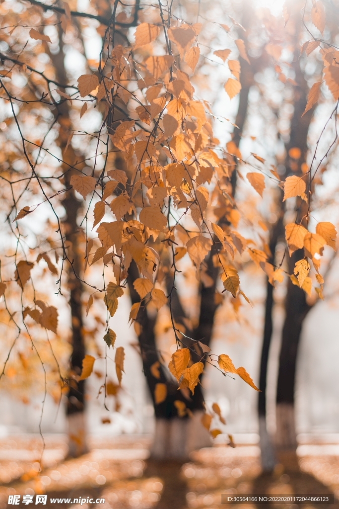 户外道路秋季落叶背景素材