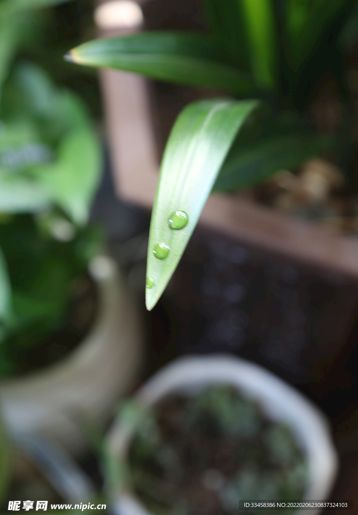 雨水节气背景摄影图