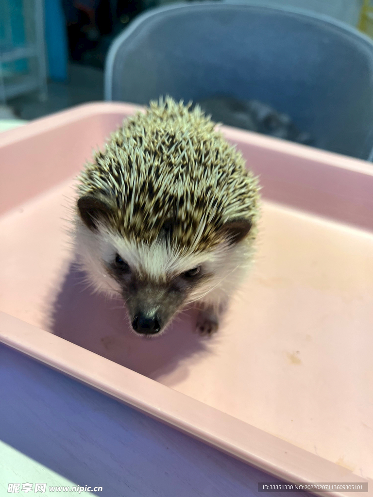 短毛刺猬
