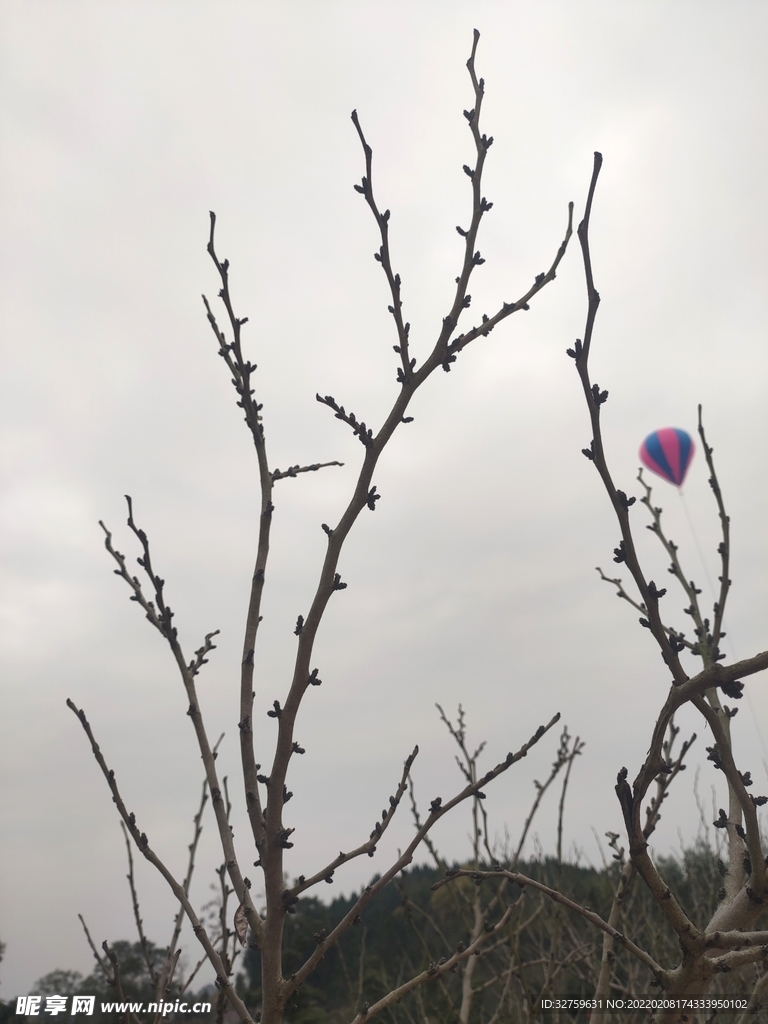 深秋 初冬 枣树 枯藤 老树 