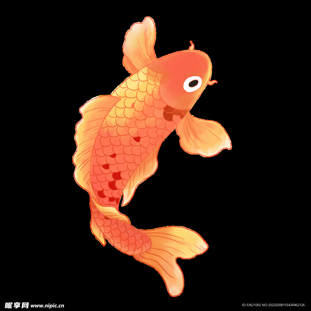 锦鲤  金鱼插画  国潮素材 