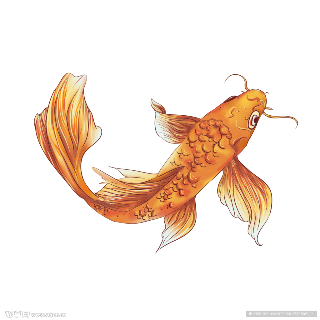 锦鲤  金鱼插画  国潮素材 