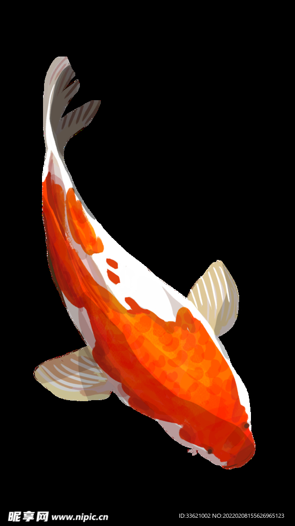 锦鲤  金鱼插画  国潮素材 