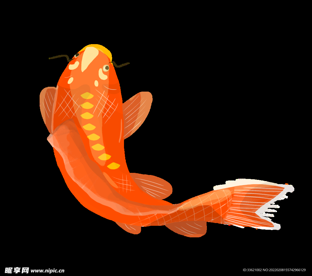 锦鲤  金鱼插画  国潮素材 