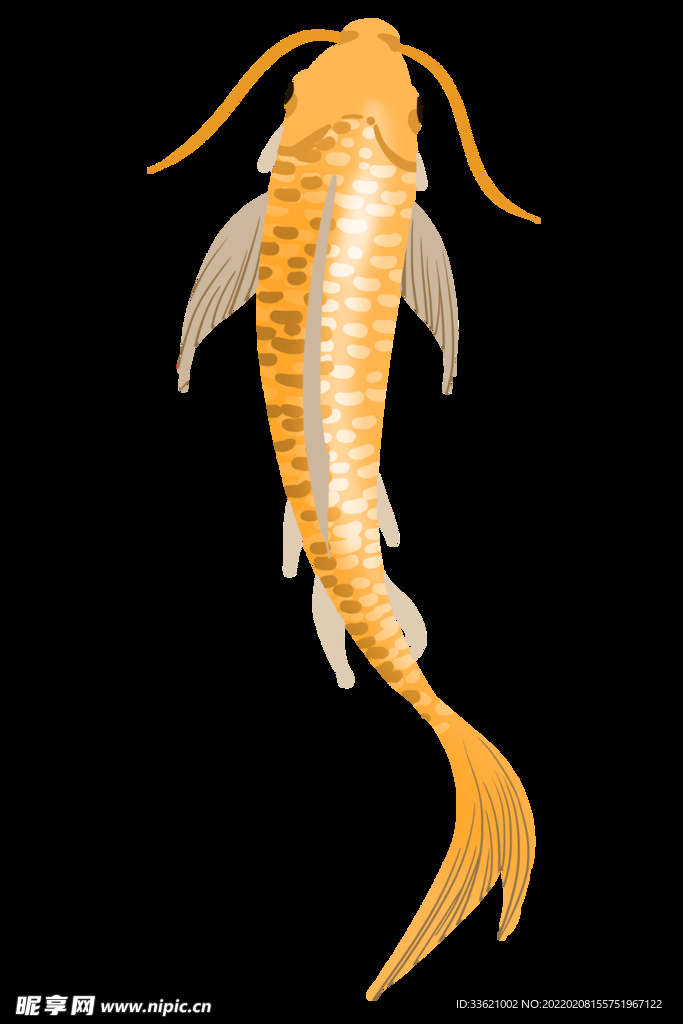 锦鲤  金鱼插画  国潮素材 