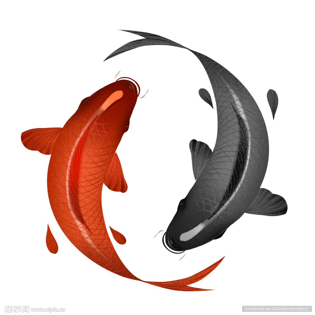 锦鲤  金鱼插画  国潮素材 