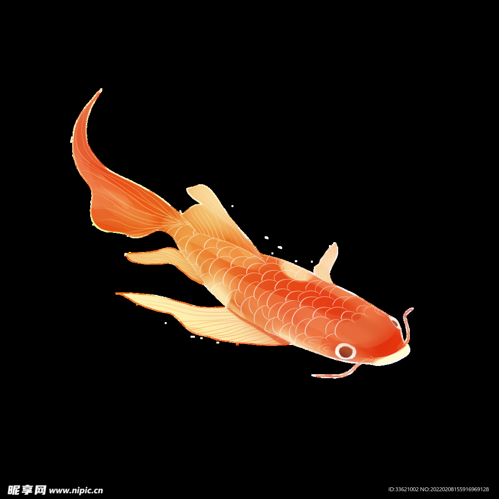锦鲤  金鱼插画  国潮素材 
