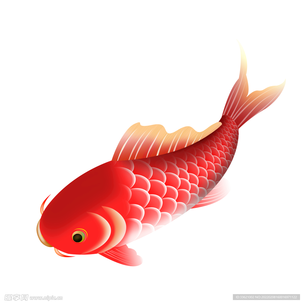 锦鲤  金鱼插画  国潮素材 