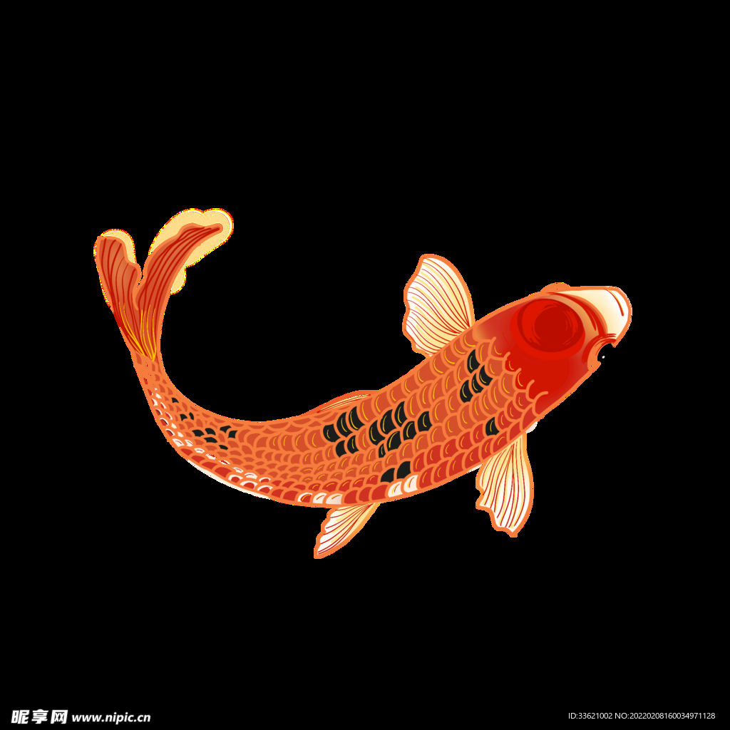 锦鲤  金鱼插画  国潮素材 