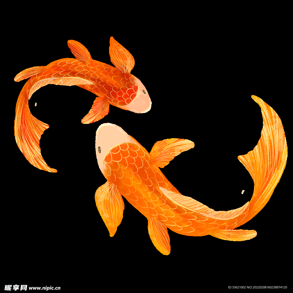 锦鲤  金鱼插画  国潮素材 