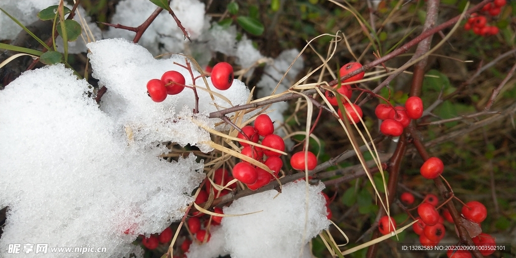 雪 和火棘果
