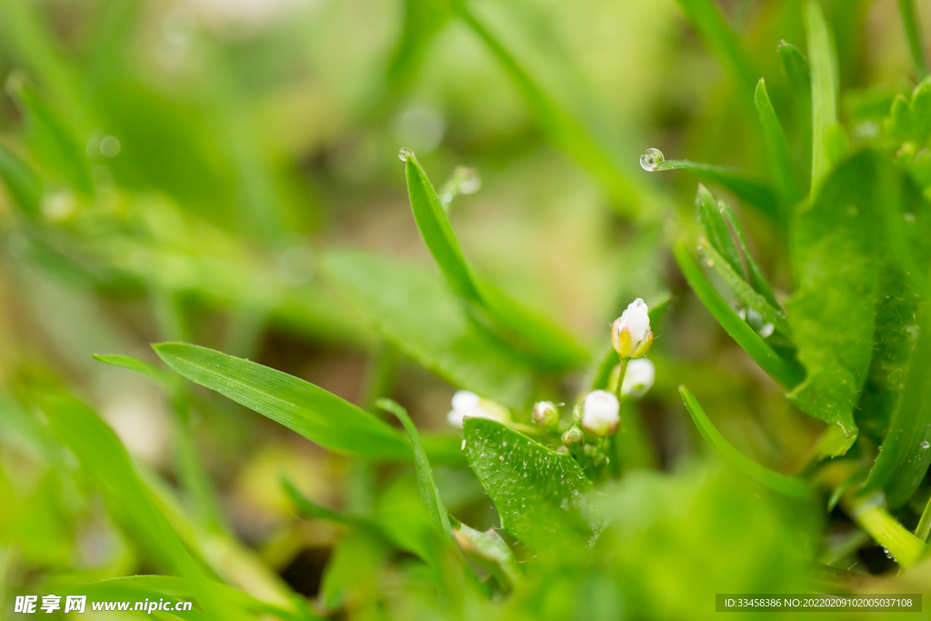 春天风景嫩芽露珠小野花