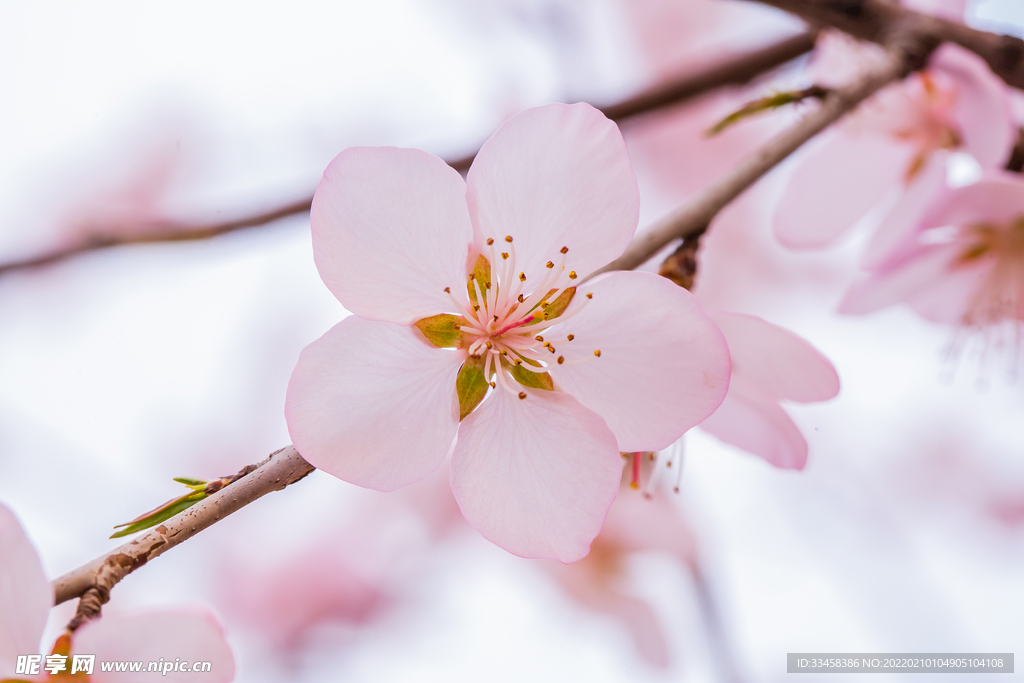 山桃春天山桃花户外绽放