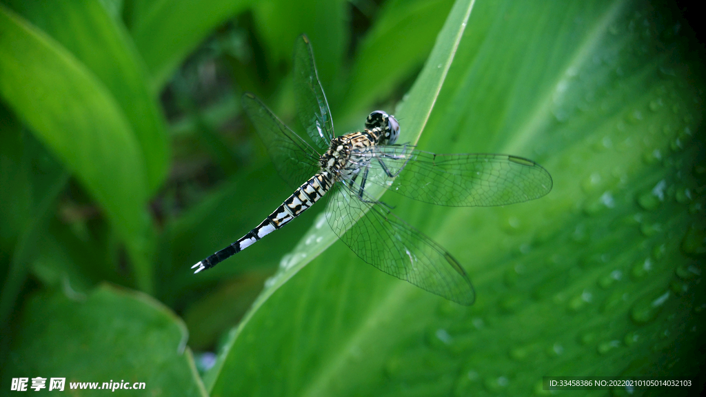 手机微摄之蜻蜓