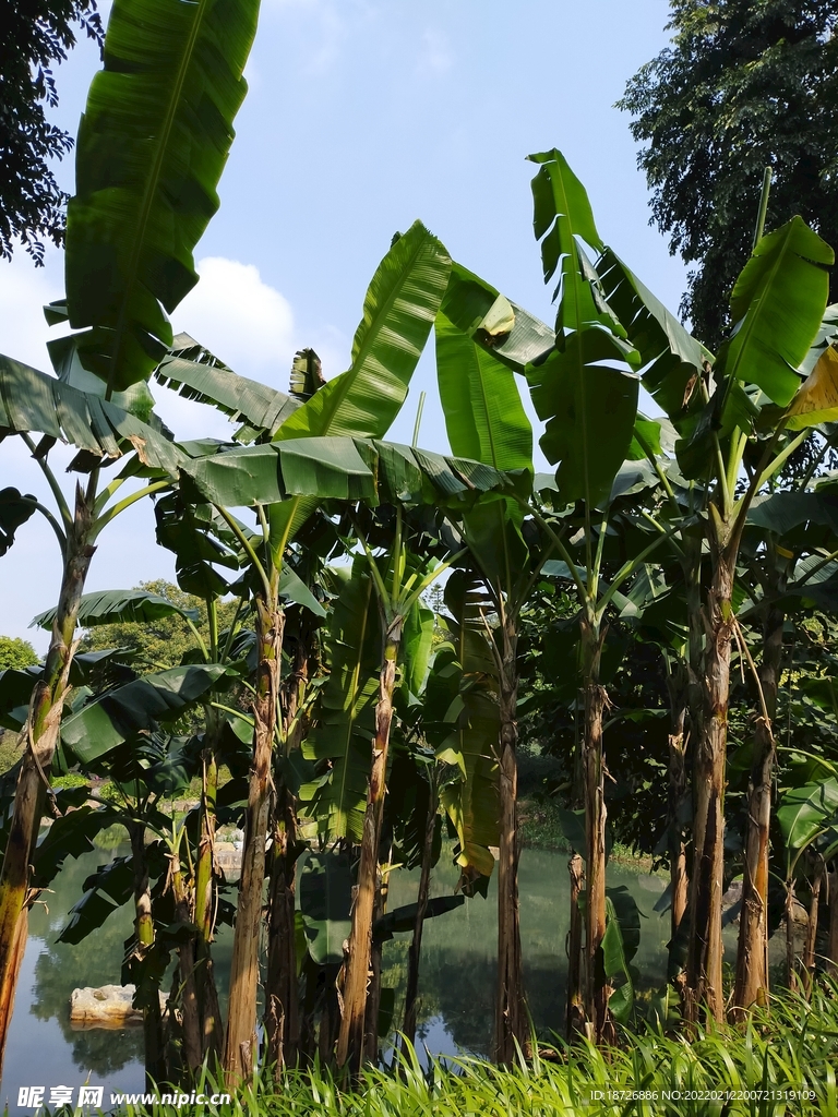 芭蕉树