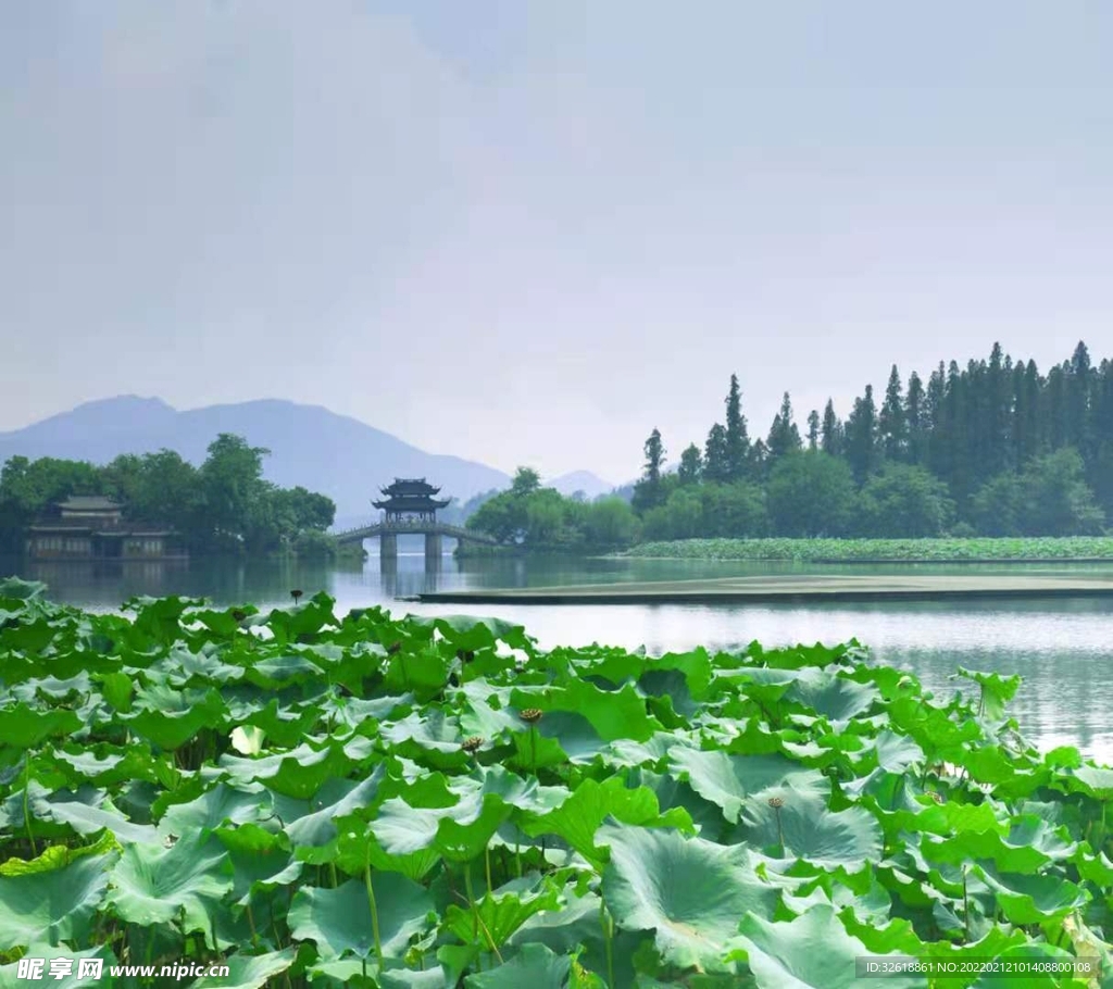 荷花湖景