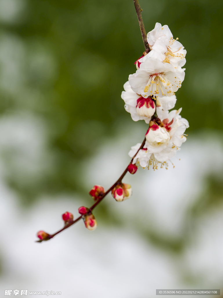 沁人心脾白梅香