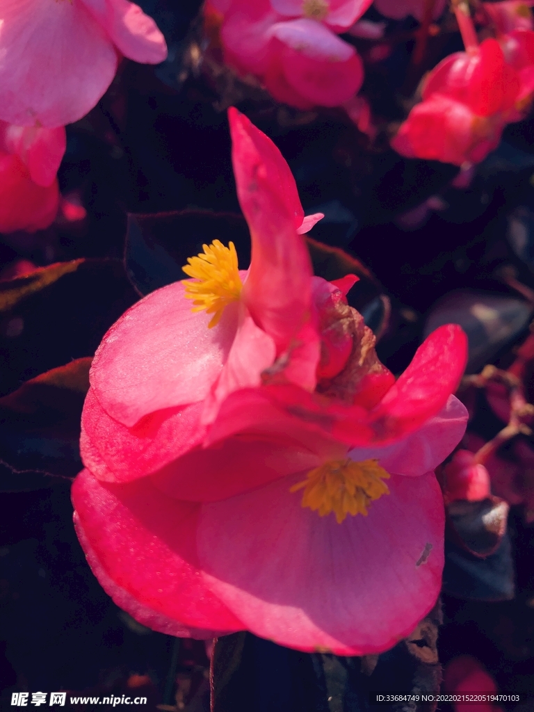 红红火火 鲜花图片 双生花