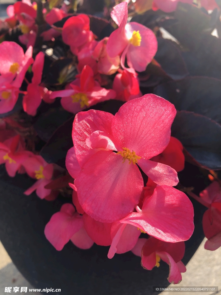 红色花朵图片 鲜花的美