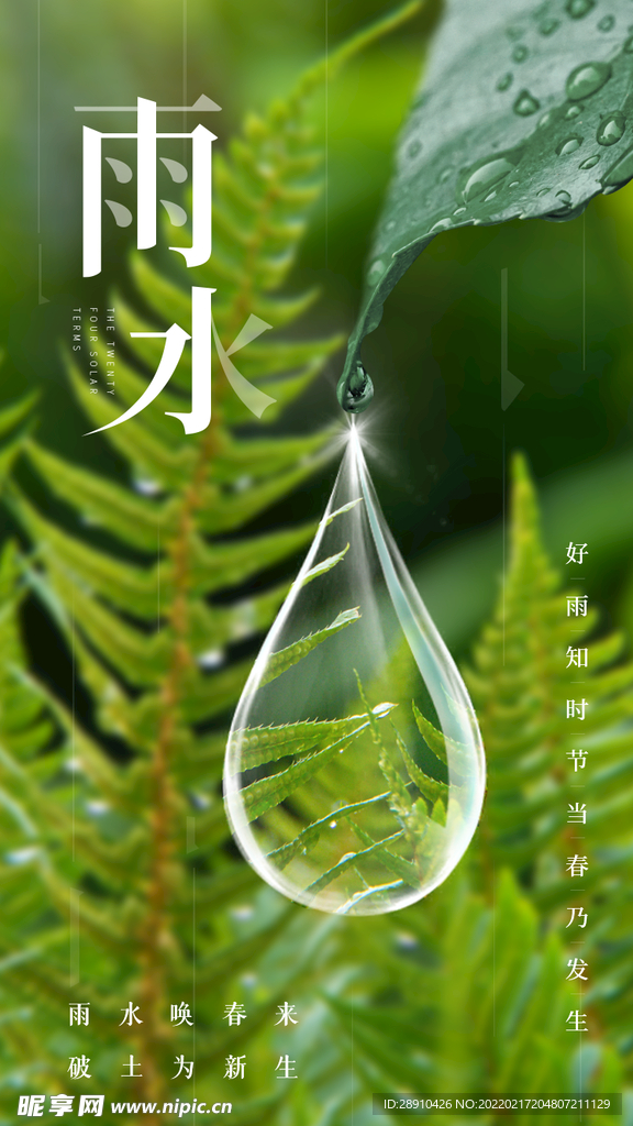 雨水节气海报 