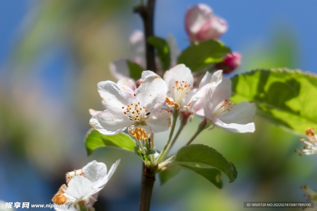 苹果花图片
