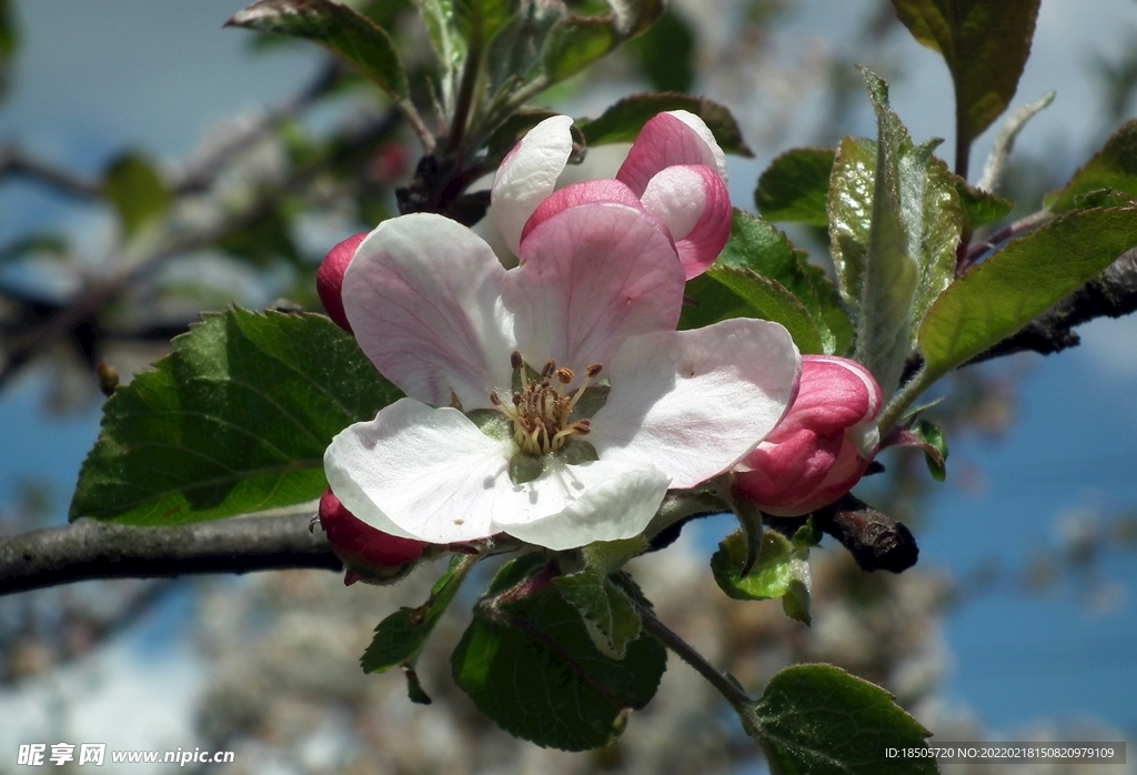 苹果花图片