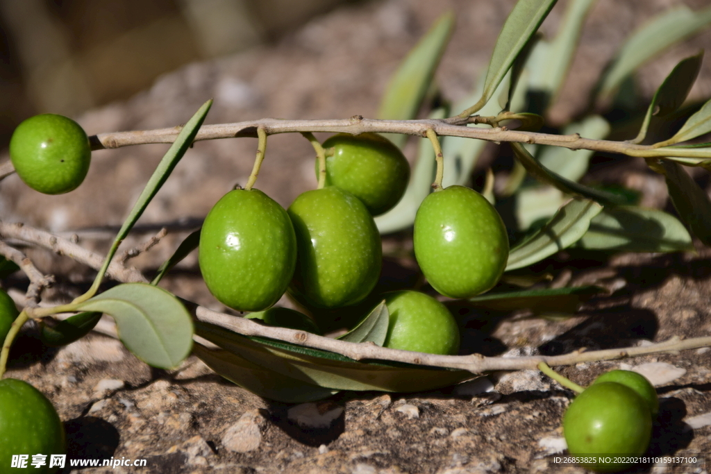 新鲜的橄榄