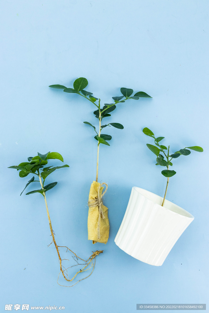 植树节312树苗植树