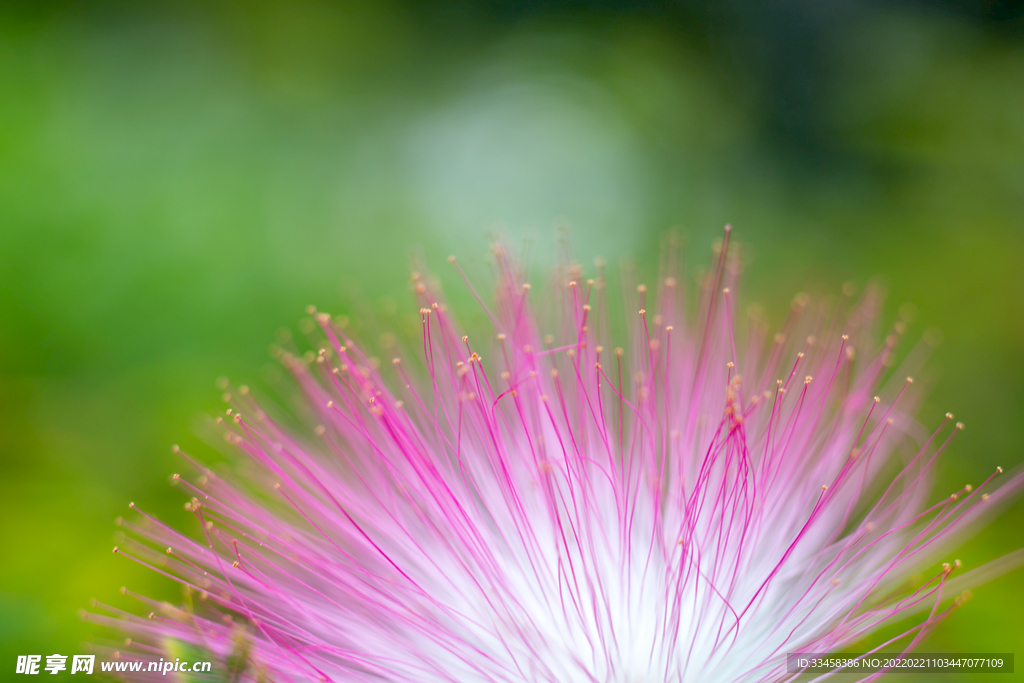 香水合欢花微距特写