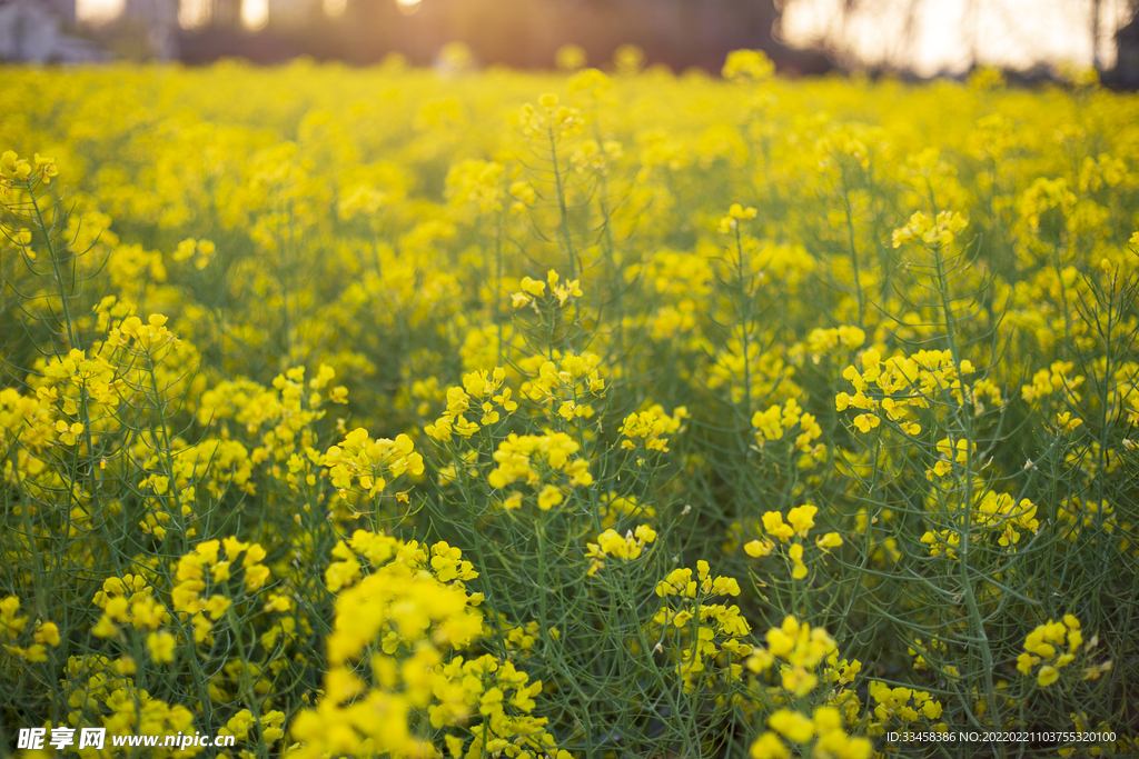 夕阳下油菜花摄影图
