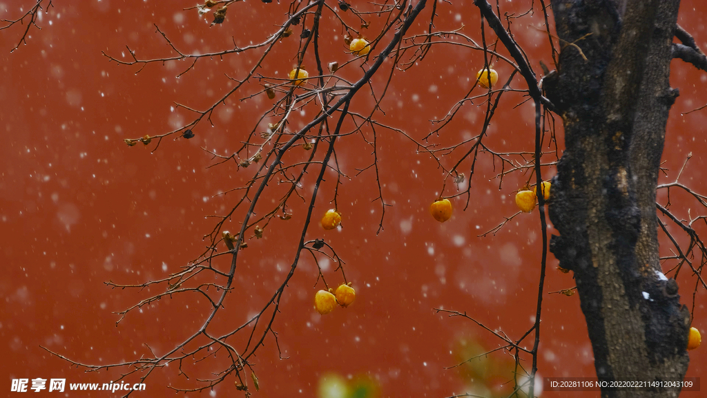 2K高清电脑壁纸  红墙熟柿