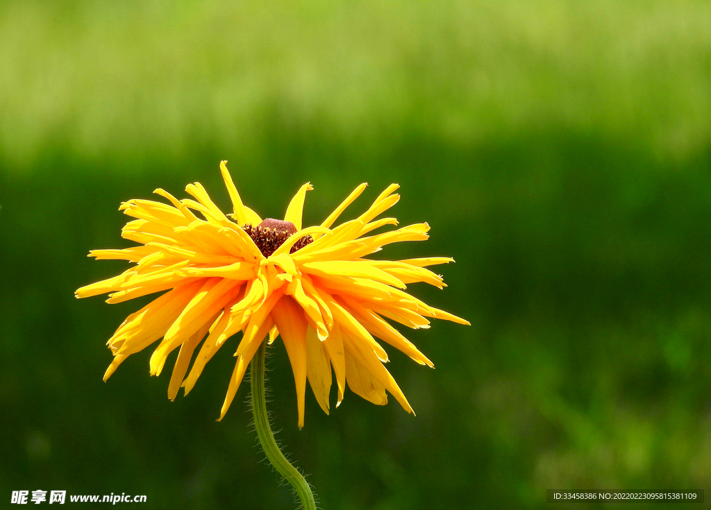 二十四节气春分花朵摄影图