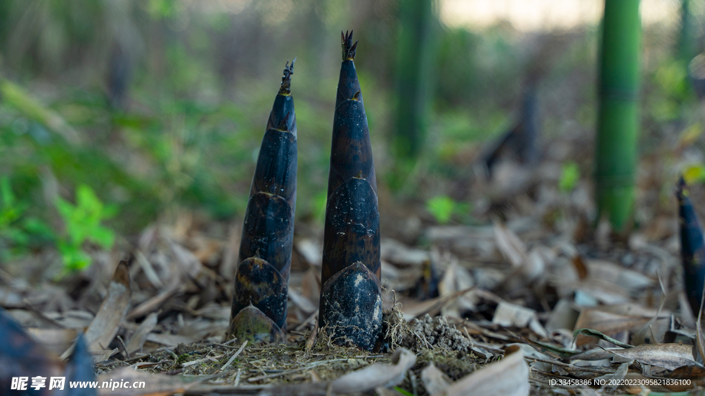 雨后竹笋春天毛竹乡村竹园