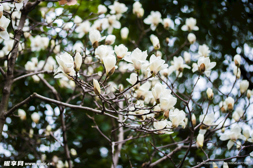 白玉兰盛开