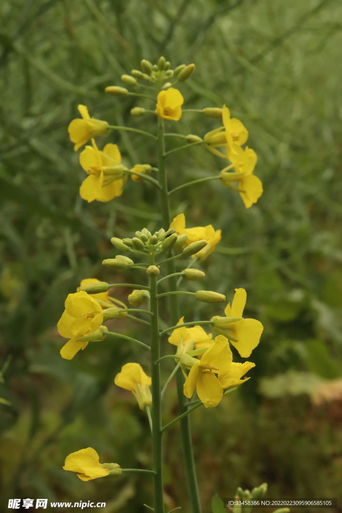 油菜花植物黄色春天春分