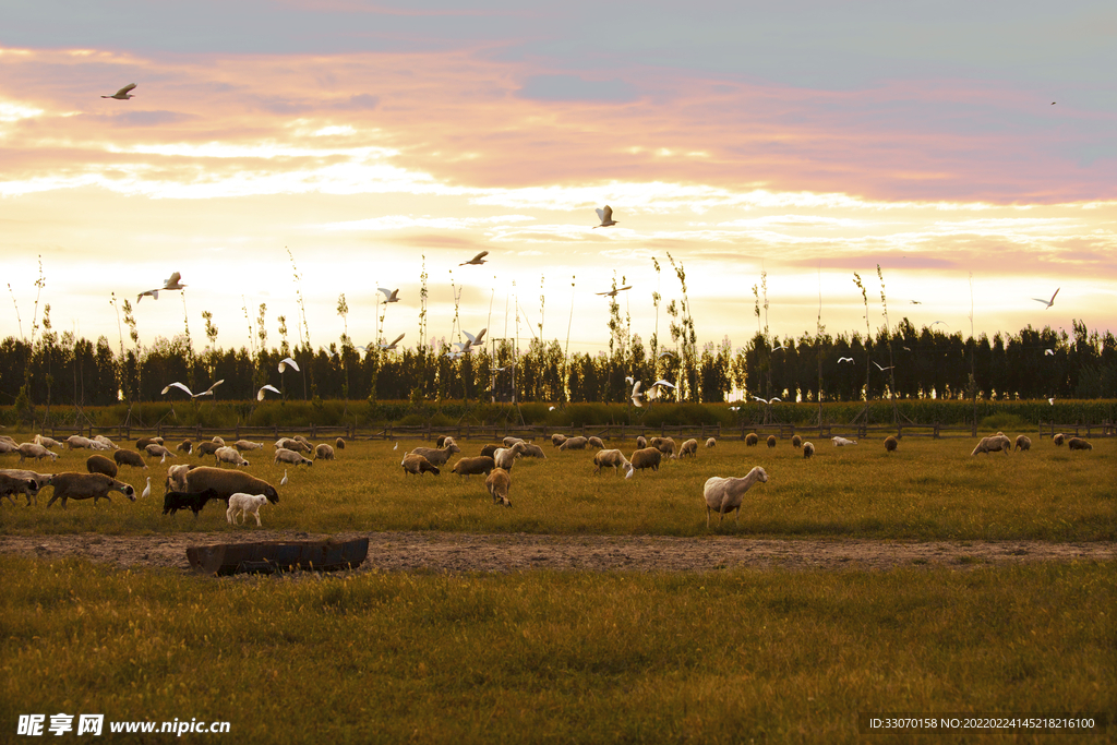 牧场暮色