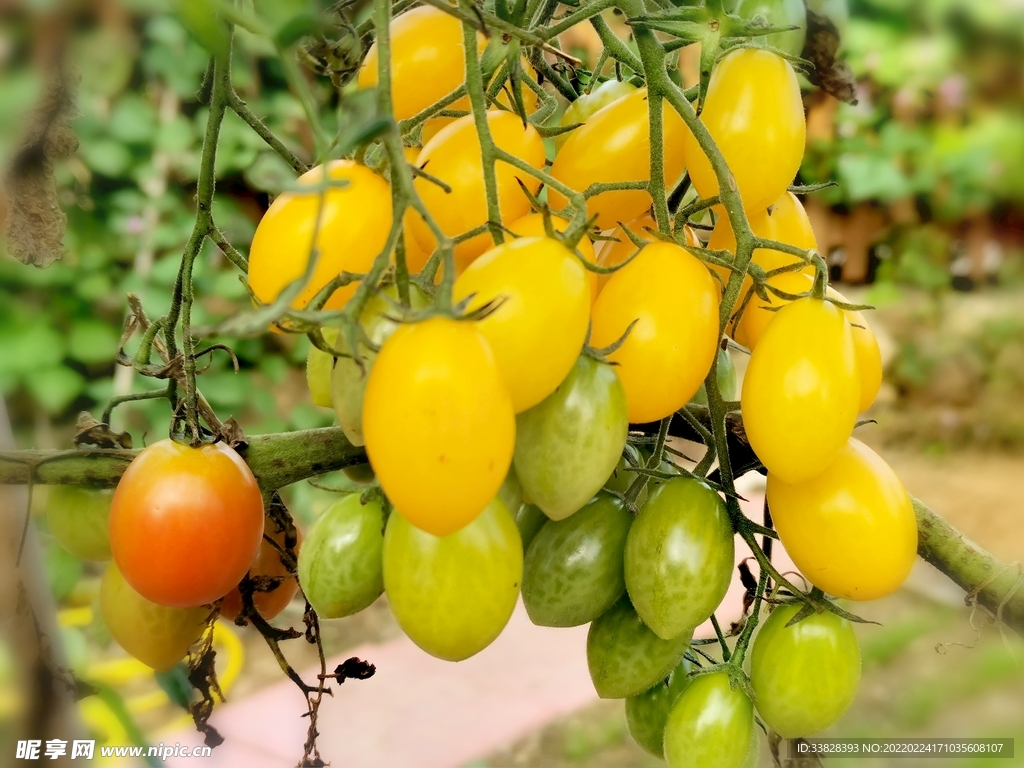 圣女果（多彩）