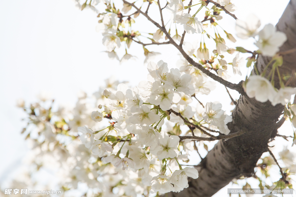 白色樱花盛开
