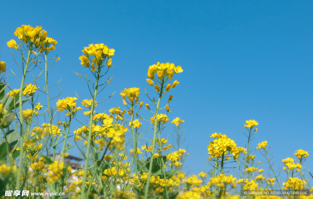 蓝天下春天油菜花绿色背景