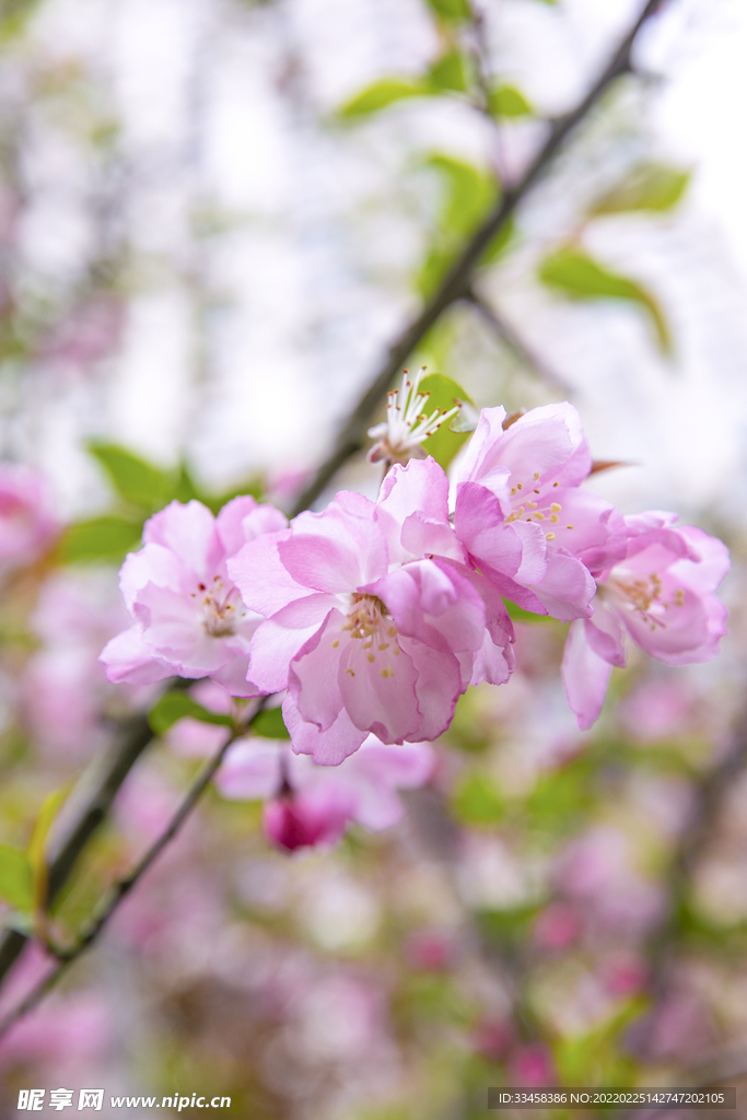 春分白天樱花室外摄影图