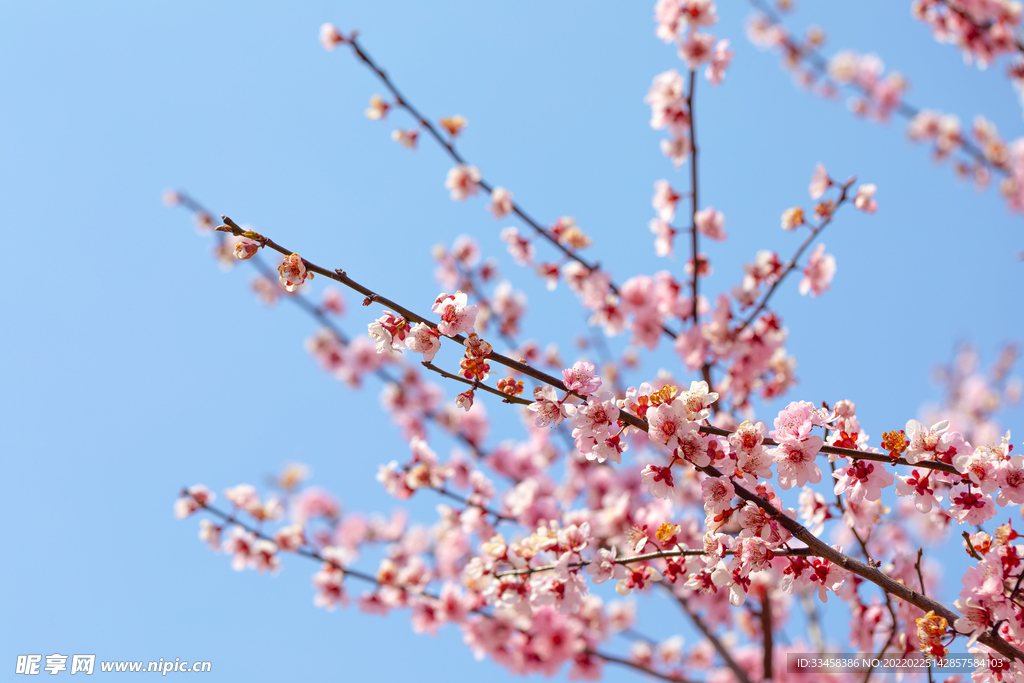 春天盛开的梅花