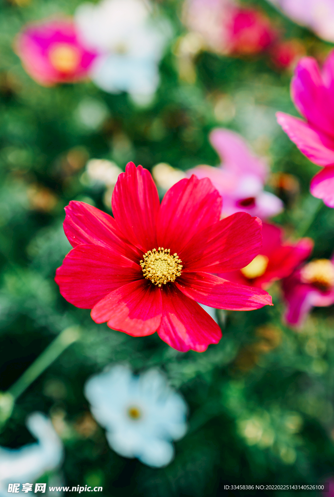 春天植物花朵盛开鲜艳
