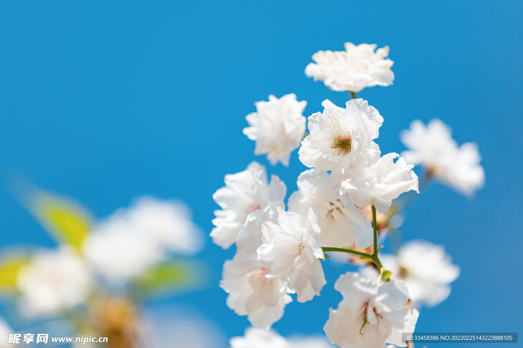 樱花白天花朵公园蓝天
