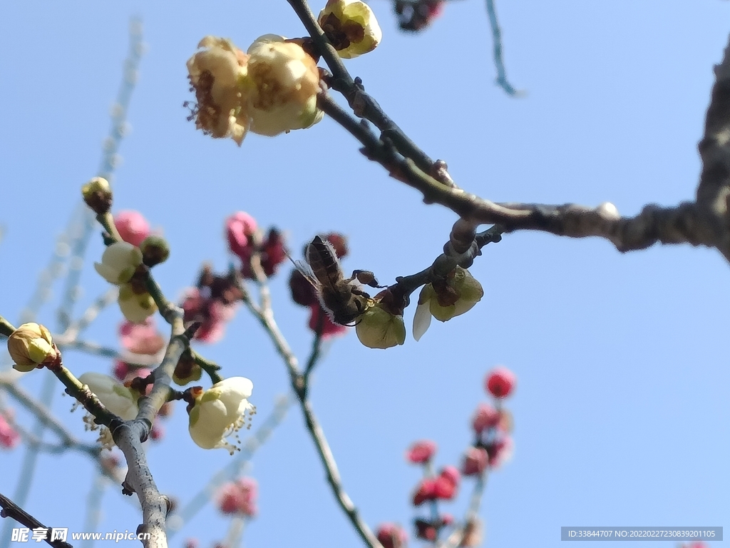 枝头梅花与蜂
