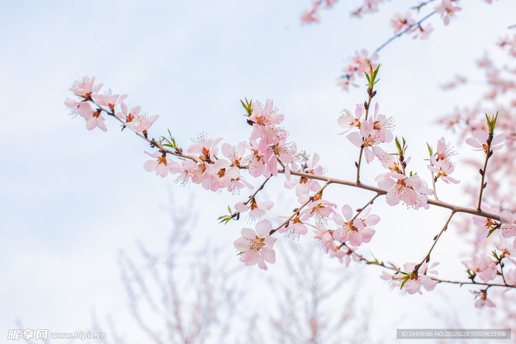 自然风景春季山桃花户外