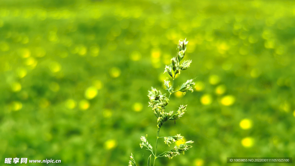 春 嫩芽 绿色 草地