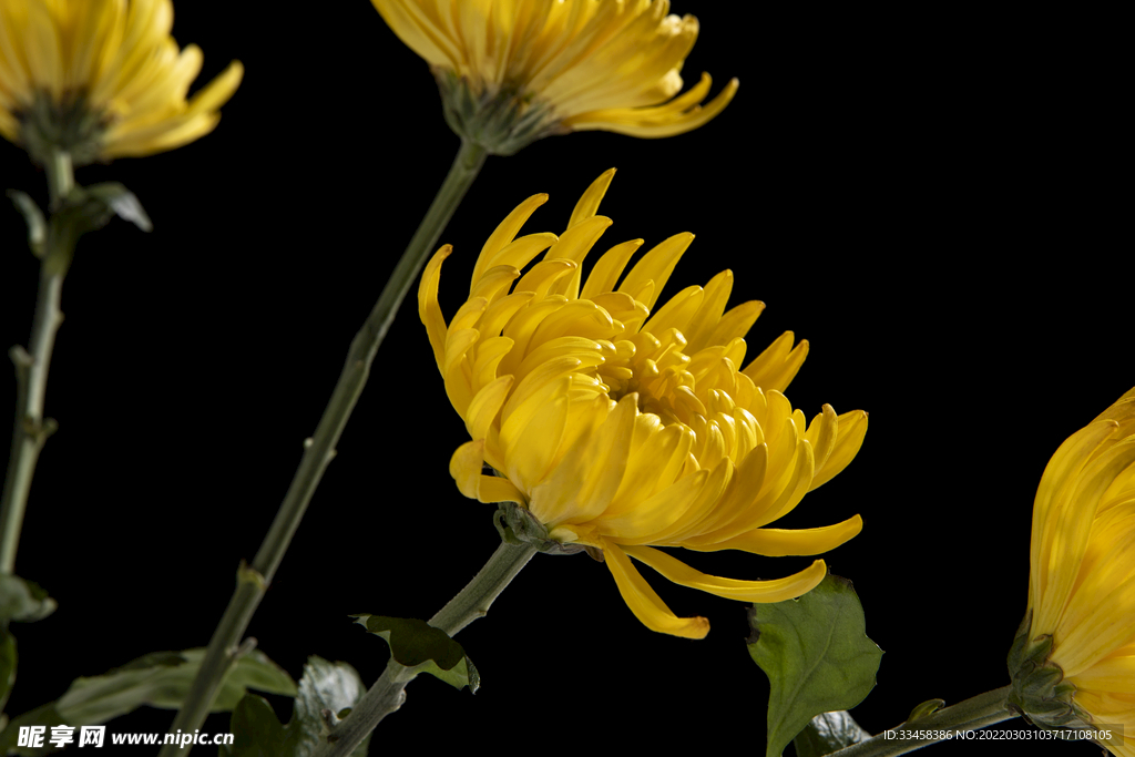 黄色菊花 